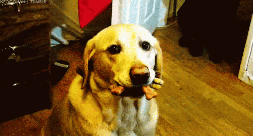 dog treat gif dog treat gif